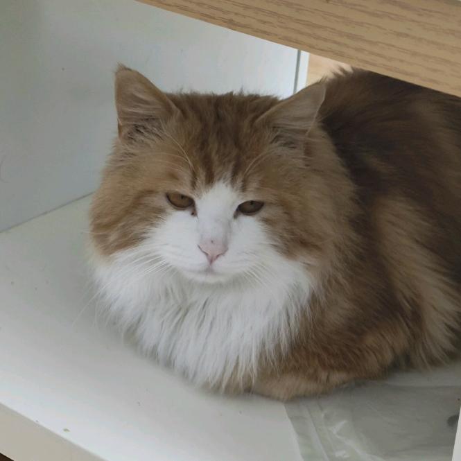 我和我的一群傻猫