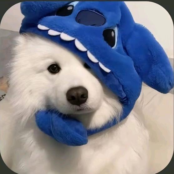 ㅤㅤㅤㅤㅤㅤㅤ