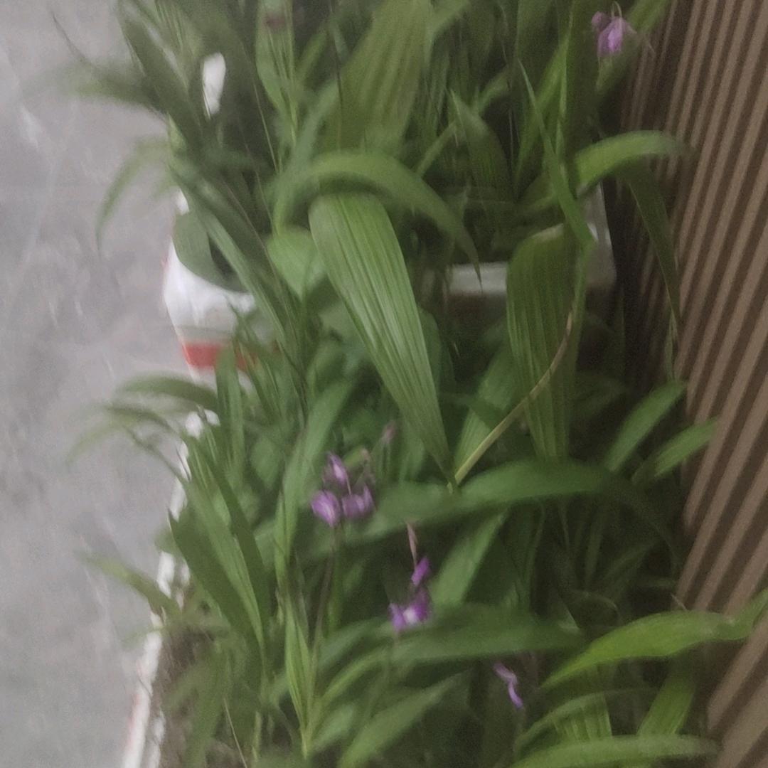 大山老人