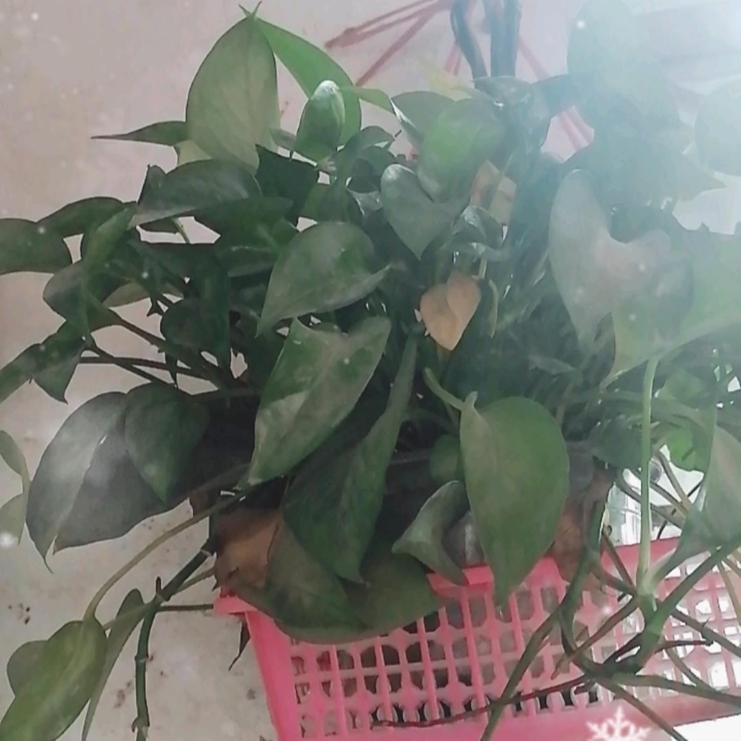 🌻🌹兰花草🌿