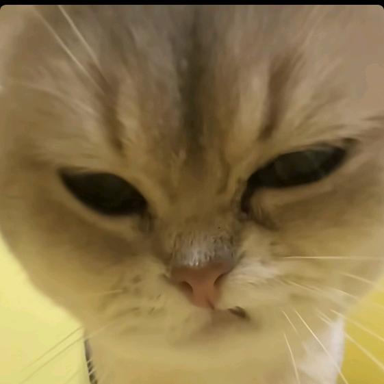 辣椒炒蛋