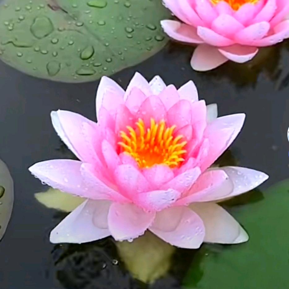 芒果