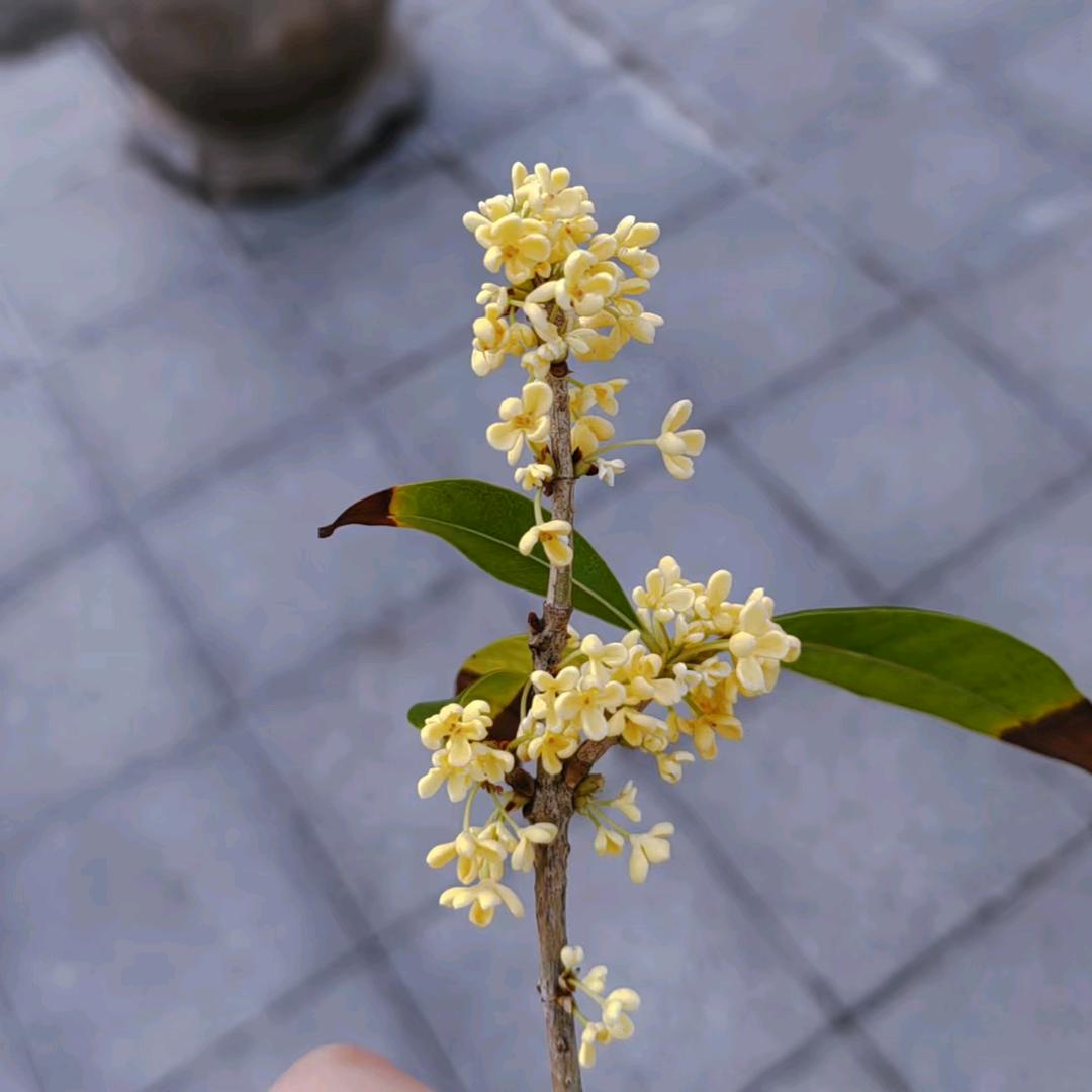 圆乐（圆圈）