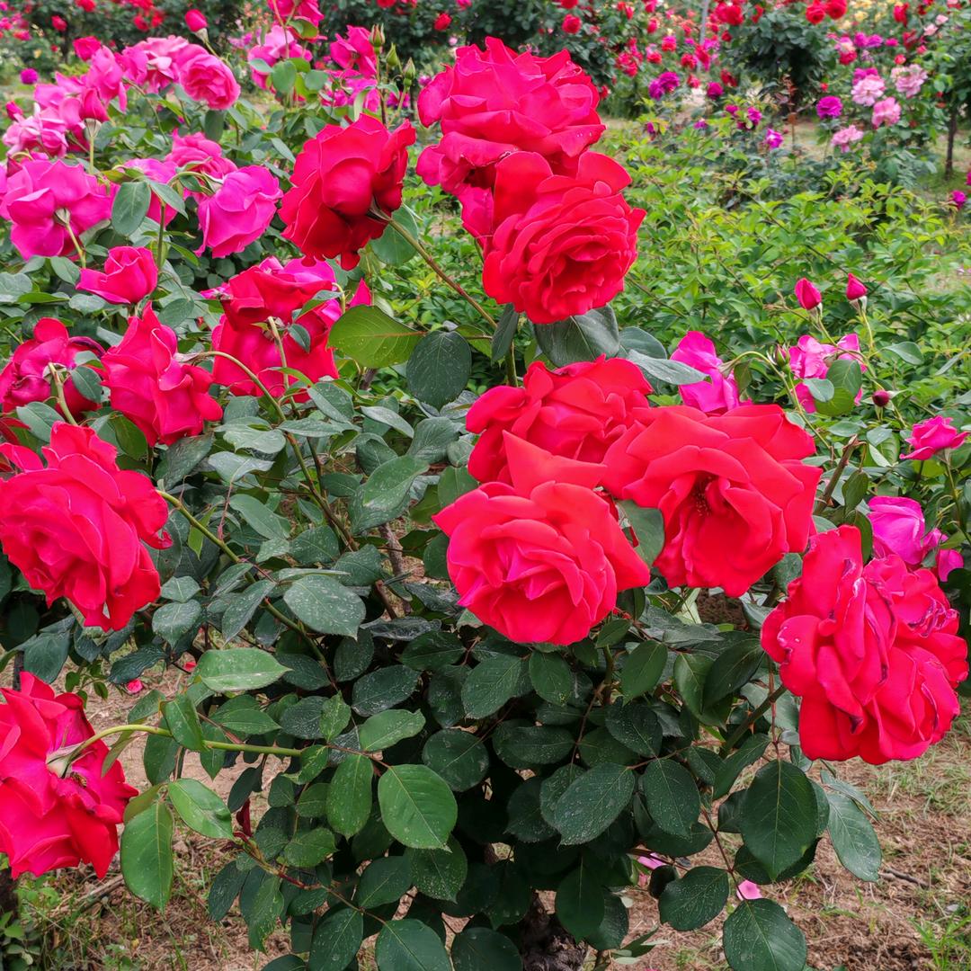 顺其自然/水到渠成