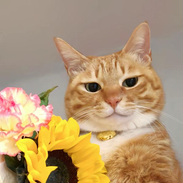 你好人( ´ ▽ ` )ノ我是噜噜咪