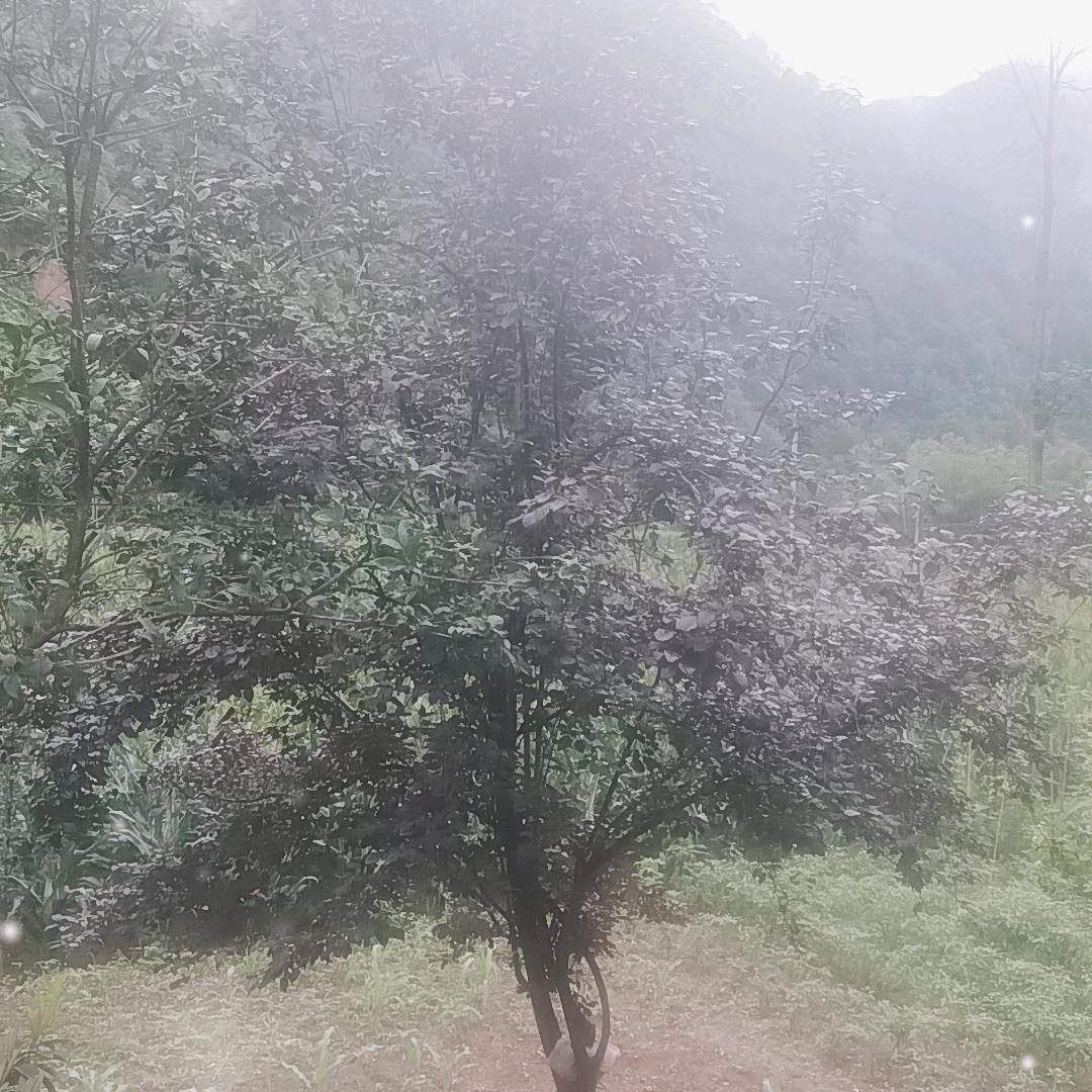 人如棋子，落子无悔，