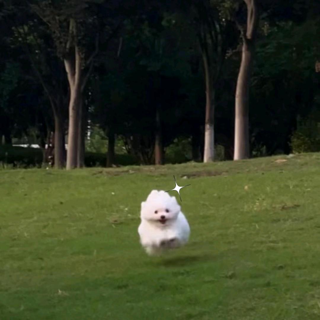 溪木