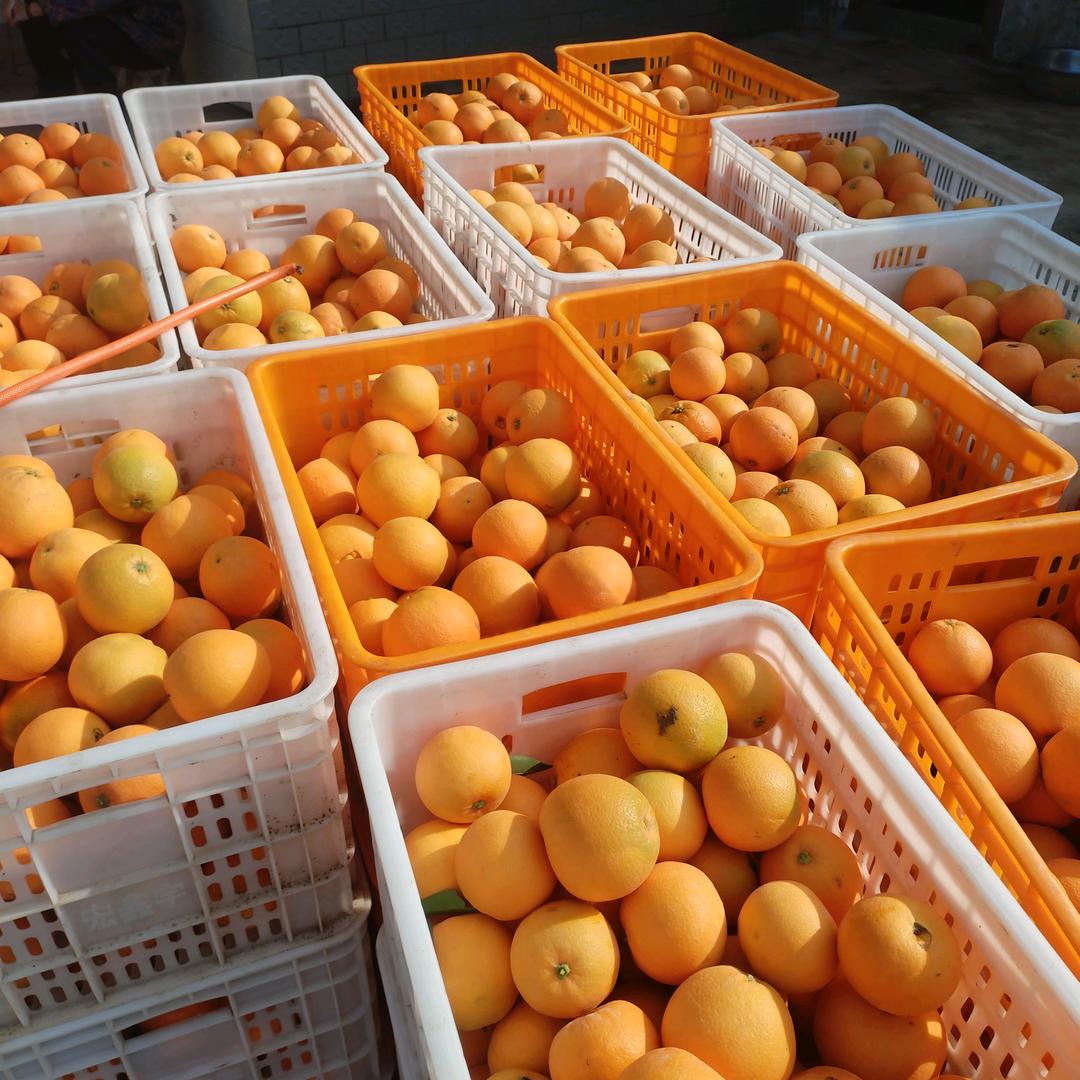 金堂柑橘代办