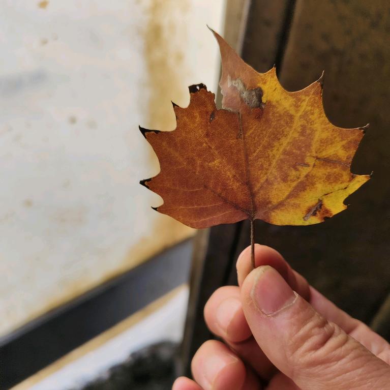 🌷孤独的梦🌷