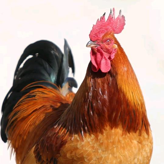 这是我的新名字