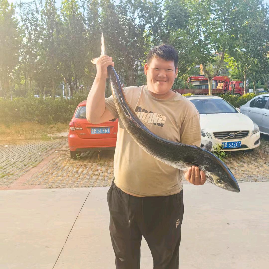 自家散养跑山鸡