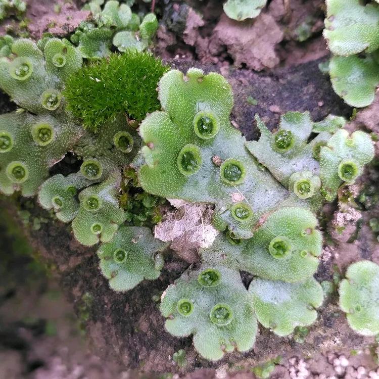 岁月如烟