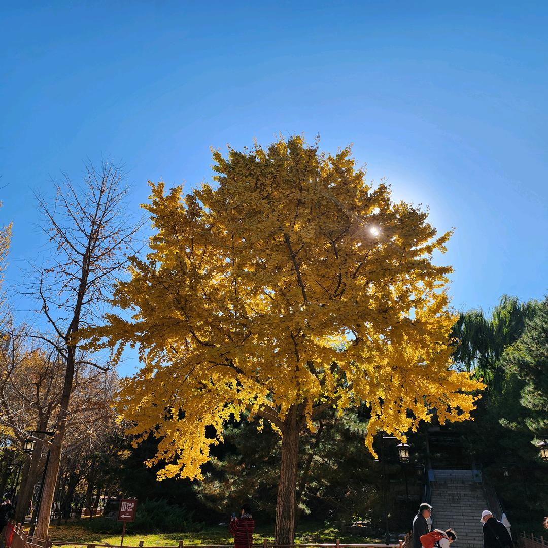 米拉古诗梦工厂