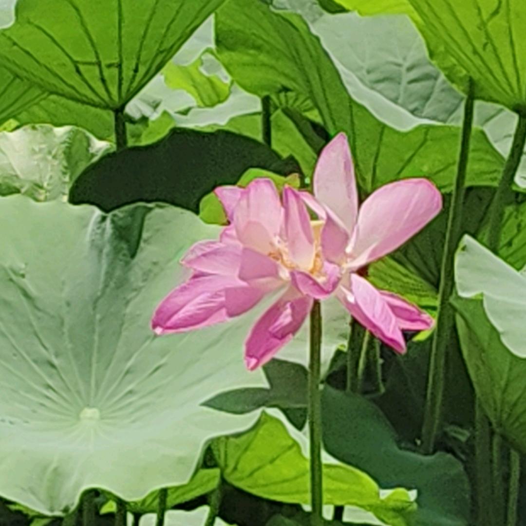 喵喵ᨳᤢᤣ゛