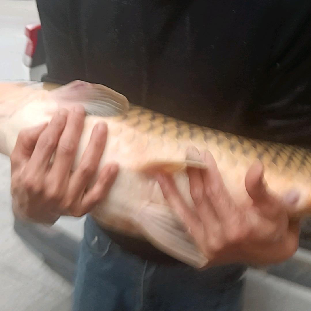 青山绿水一条河