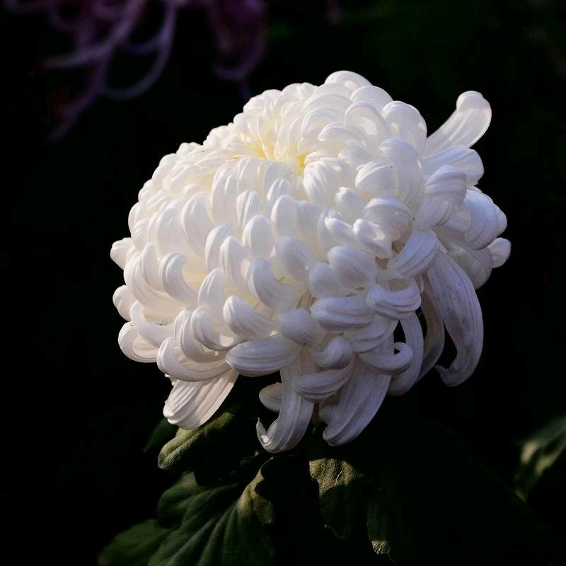 共产主义接班人