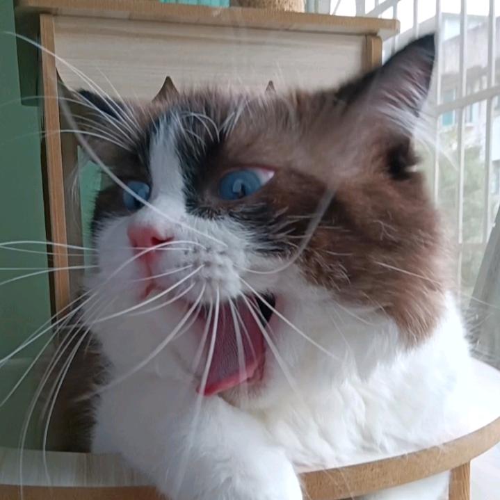 旺财布偶猫