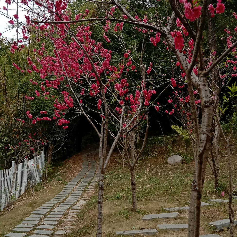 人类