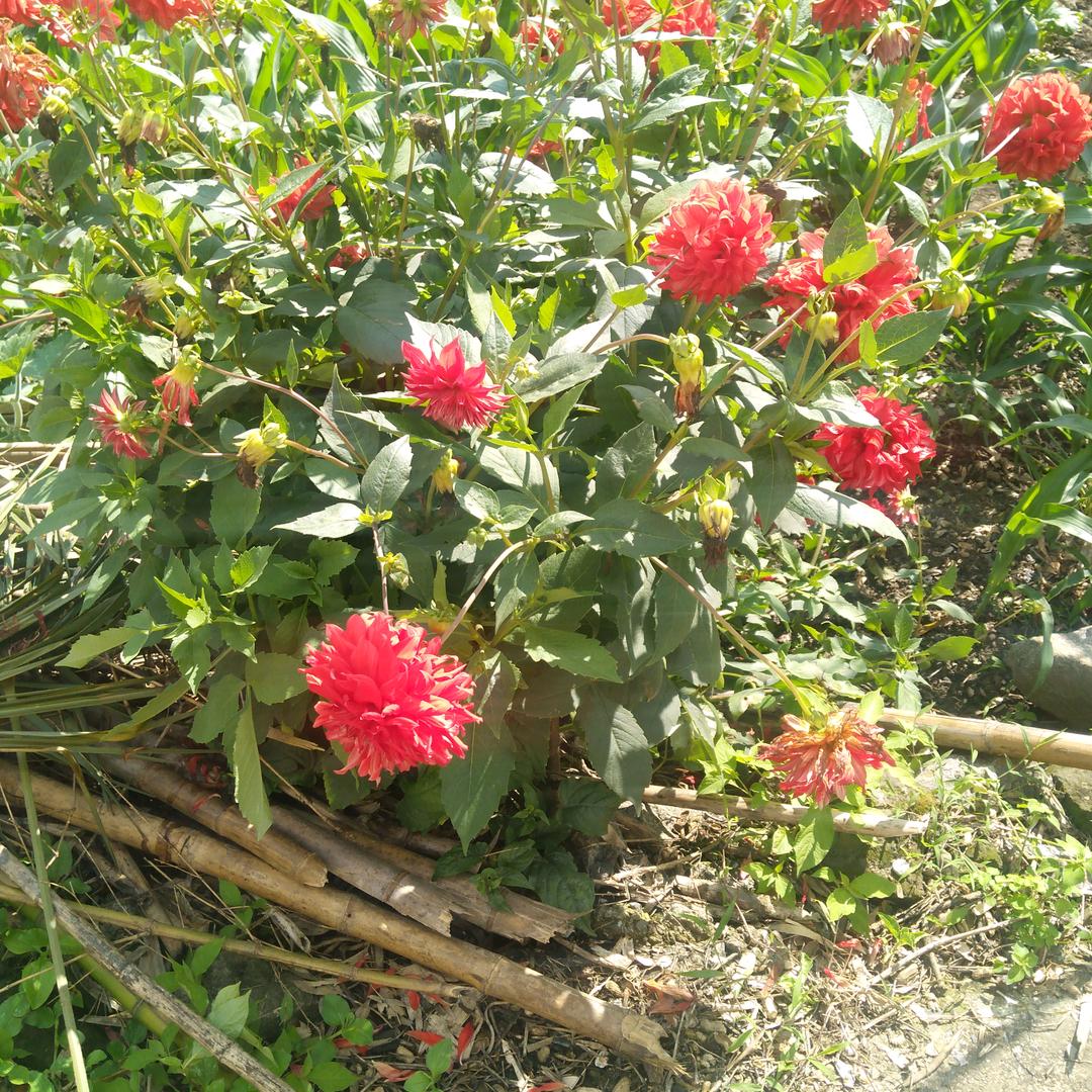 农村小老头