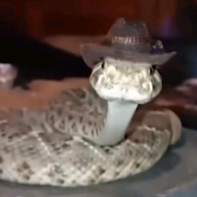 西部菱斑响尾蛇