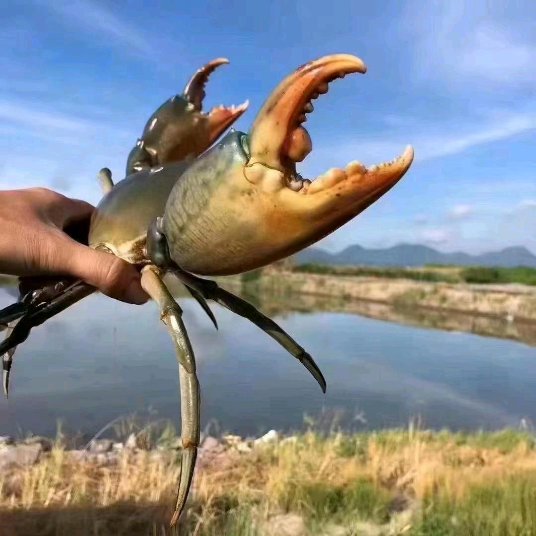 三门青蟹王子养殖户