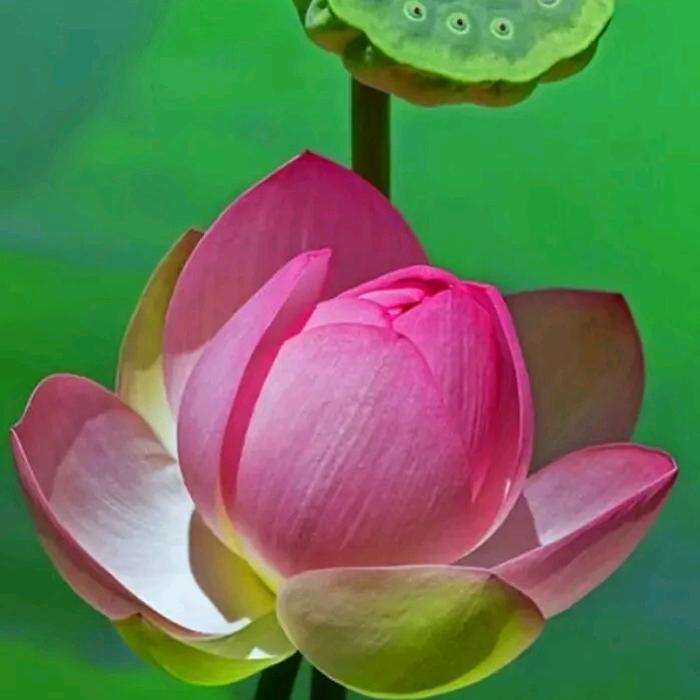 真慧