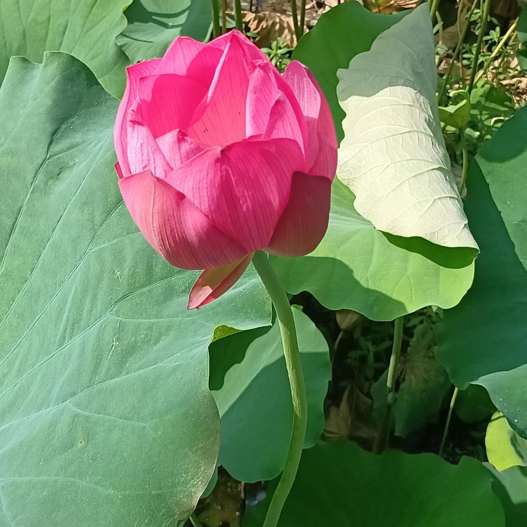 天天鲜果业