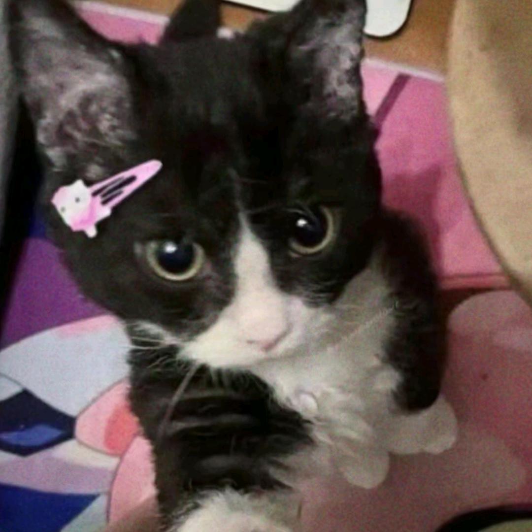 孜然