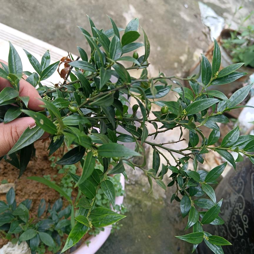 王哥识百草