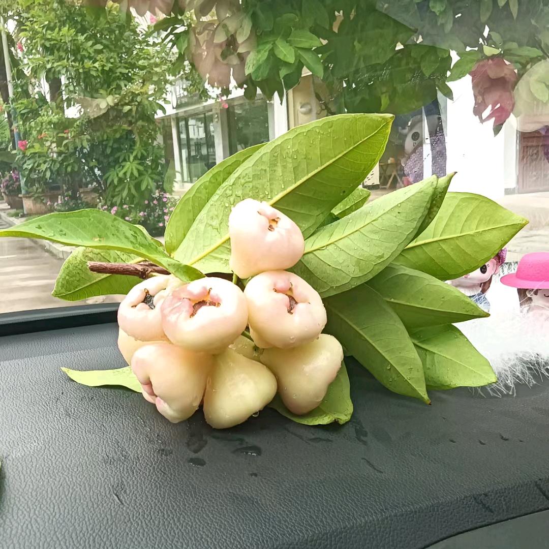 李南微