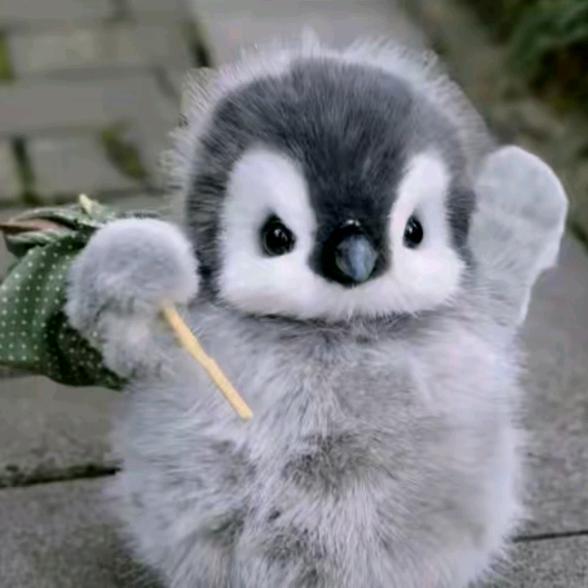 企鹅兄🐧
