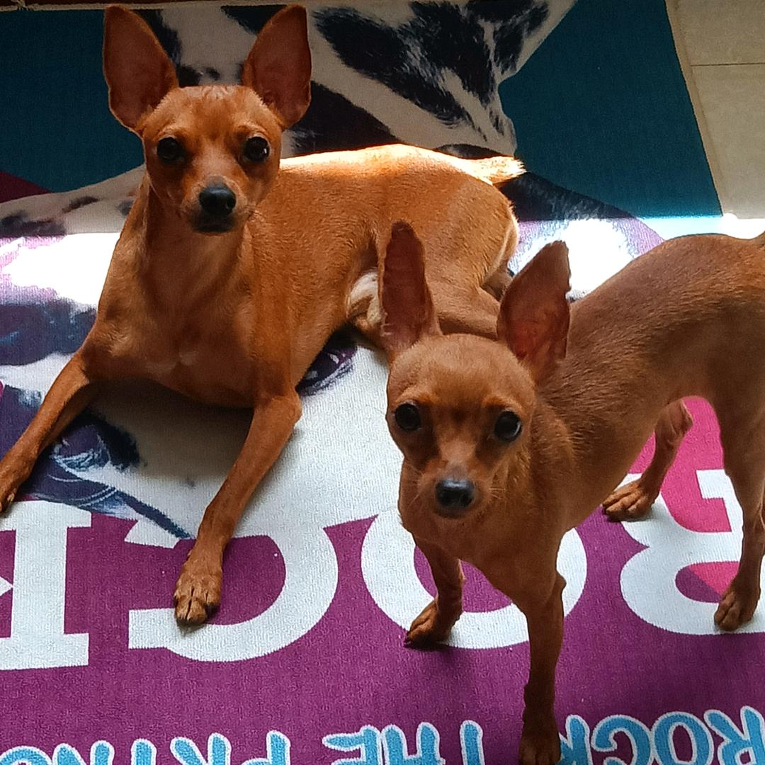 米奇牛奶是小鹿🐶