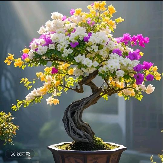 南强以撞
