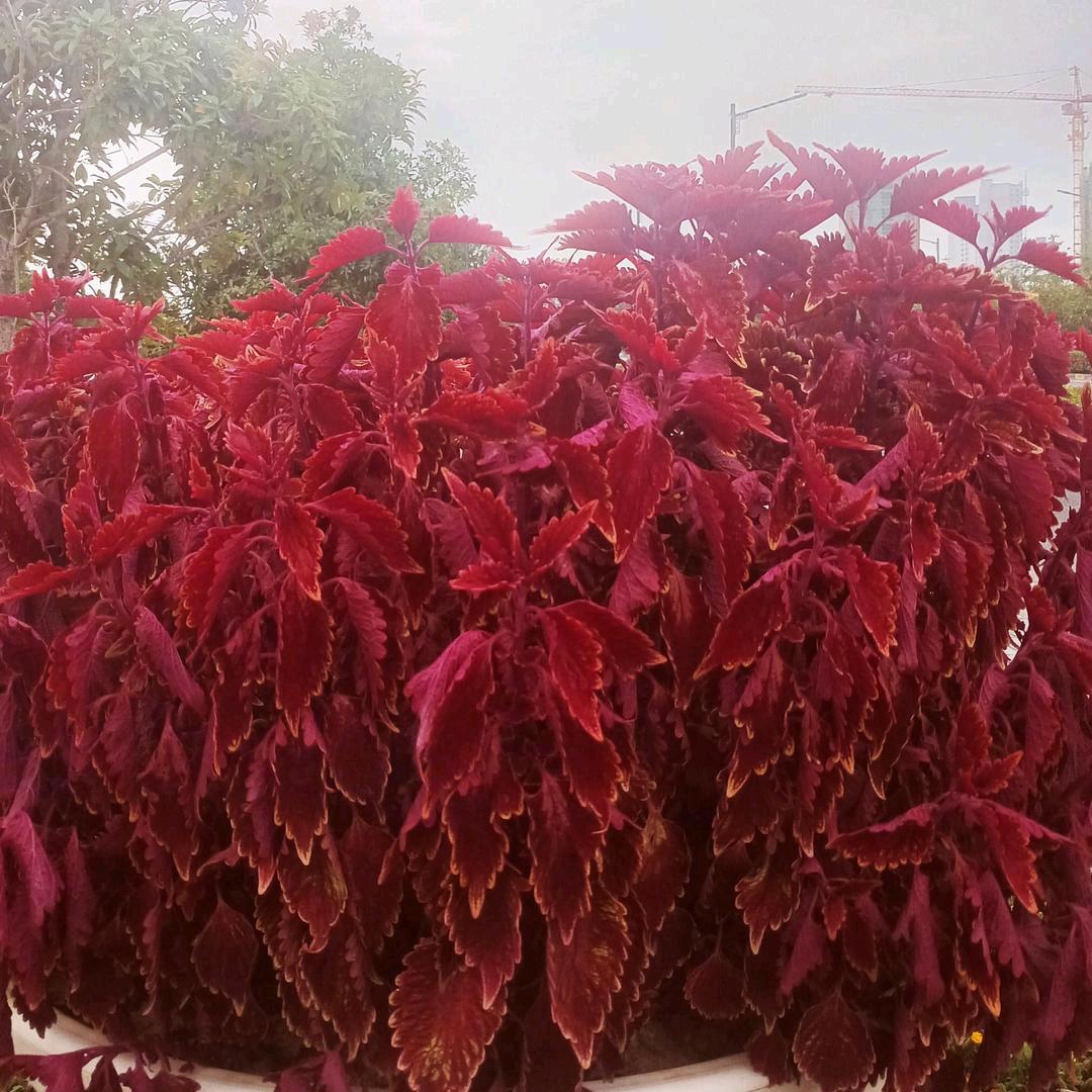 抖音不倒，我不倒