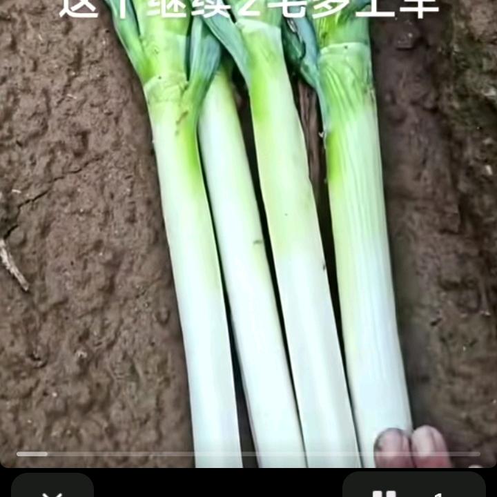 大葱小姐姐忻州产区