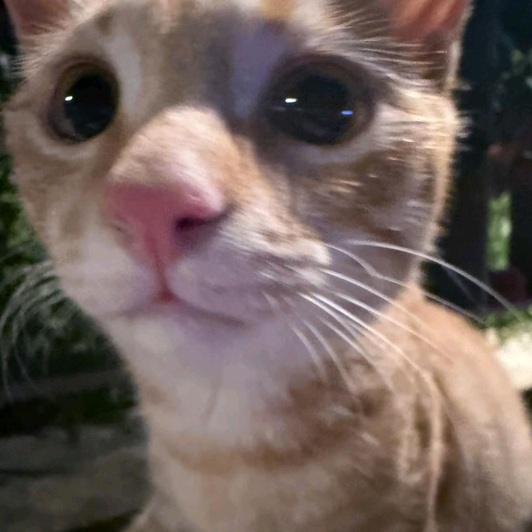 喜欢你呀，对吧