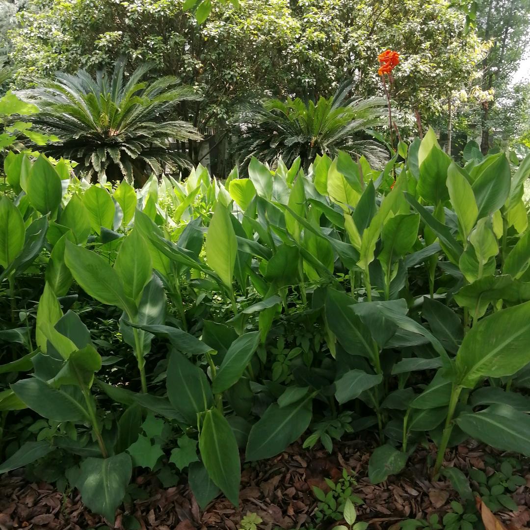青青草1