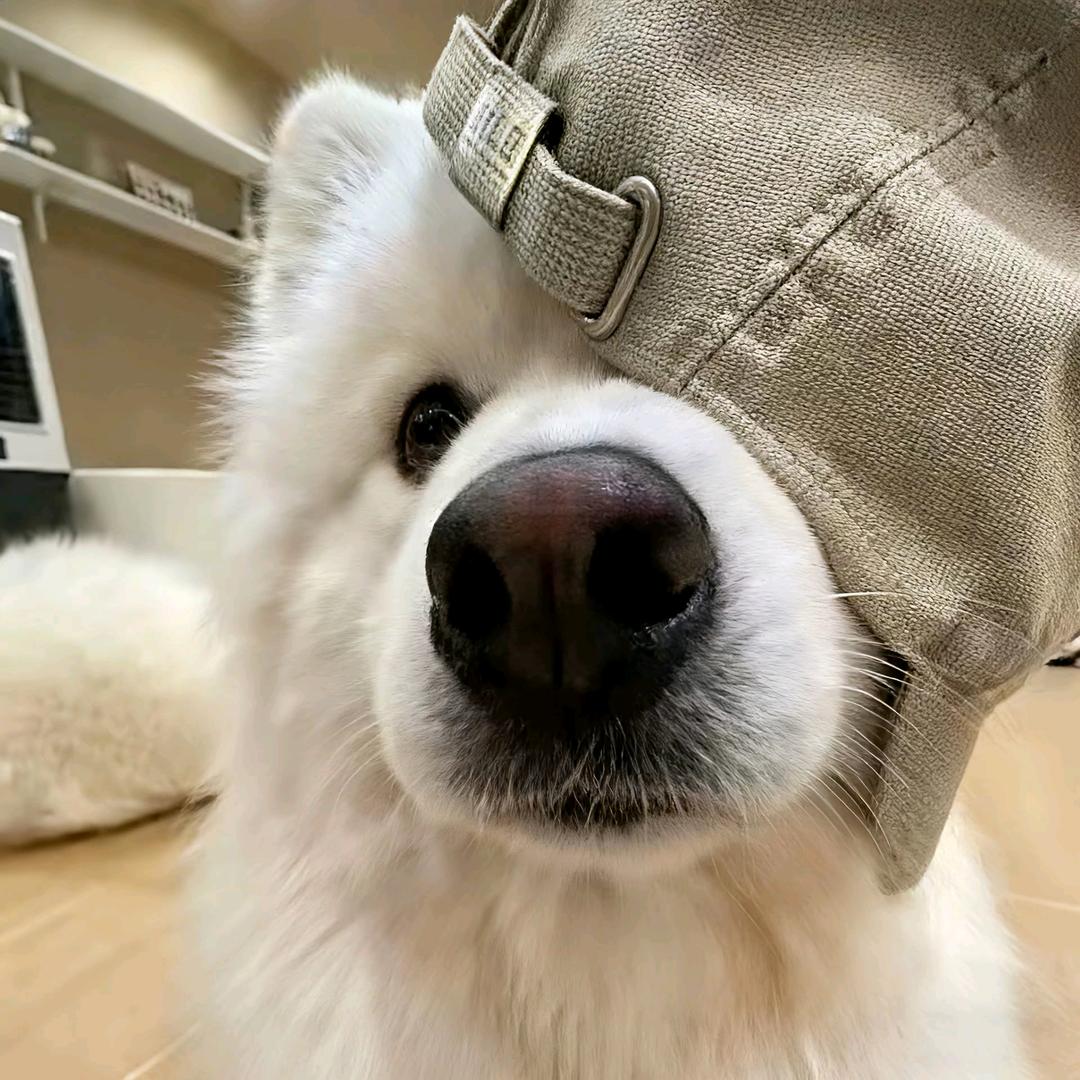 树.