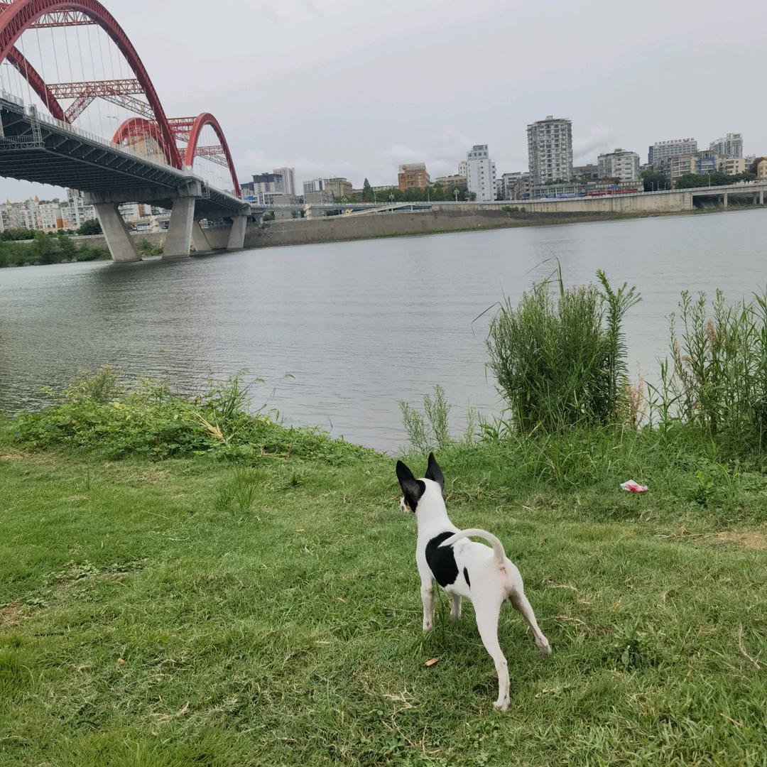 飞鸿