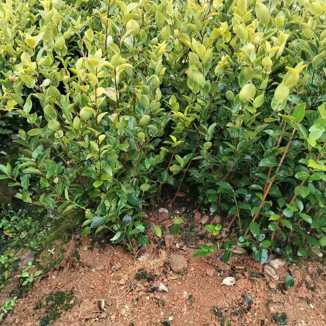江西油茶苗茶叶苗