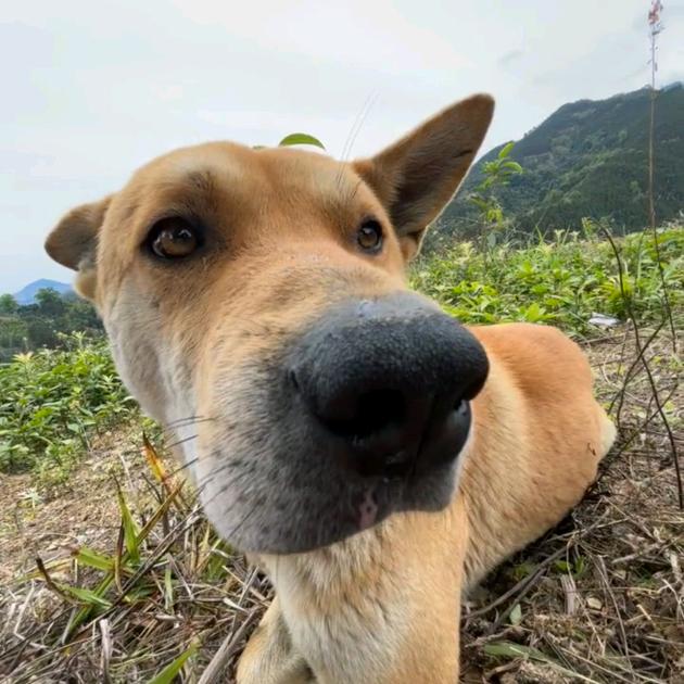 土狗脂包肌bro