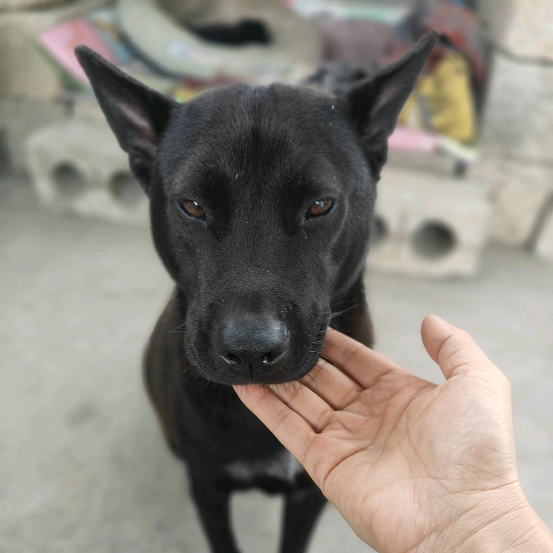 燕子姐的田园犬之家