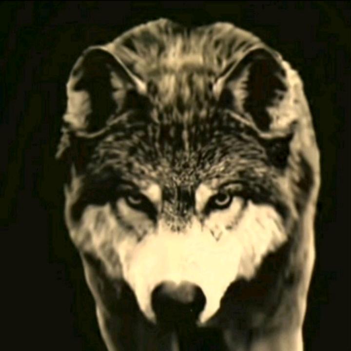 🍂爱的守护（妃）🍁