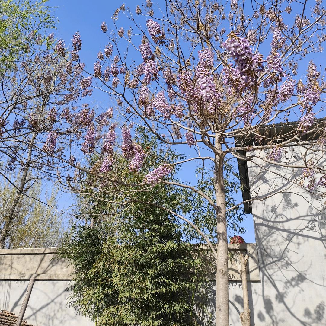 向阳花2019