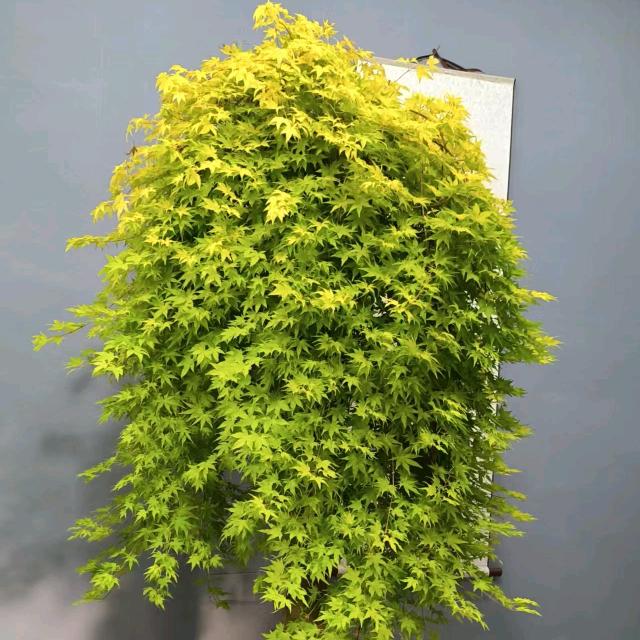 月影精品盆景店