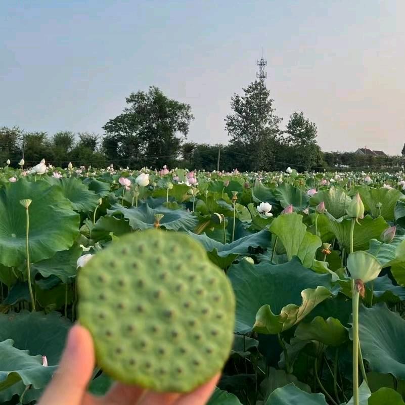 夏天的梦