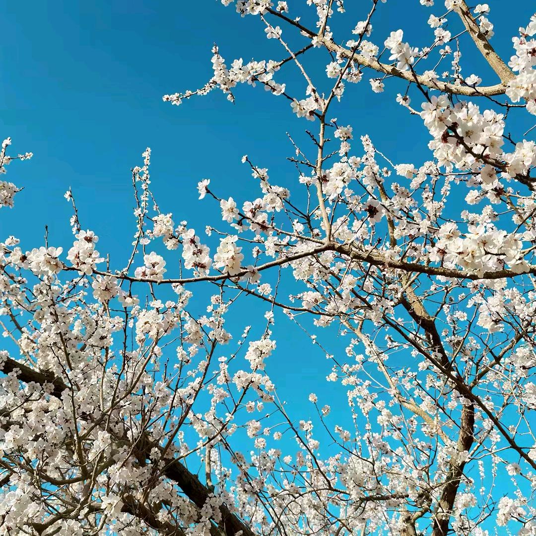 那年花开