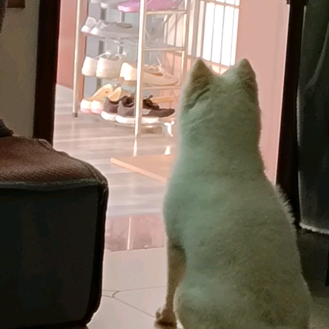 谢黄小丸子
