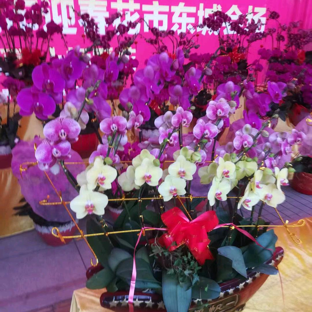 快乐王姐（小号）（不定时）
