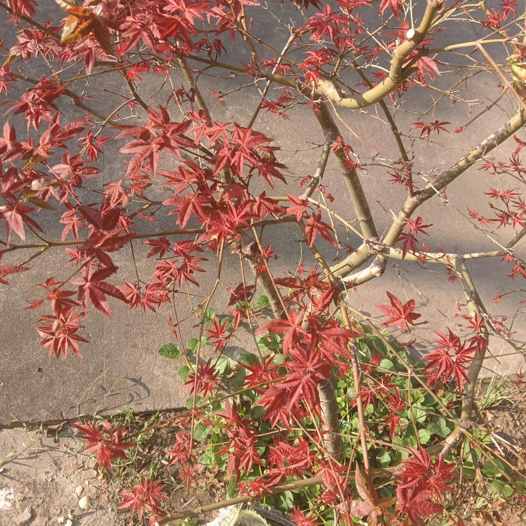 明天更好